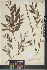 Foto von Salix lapponum L.